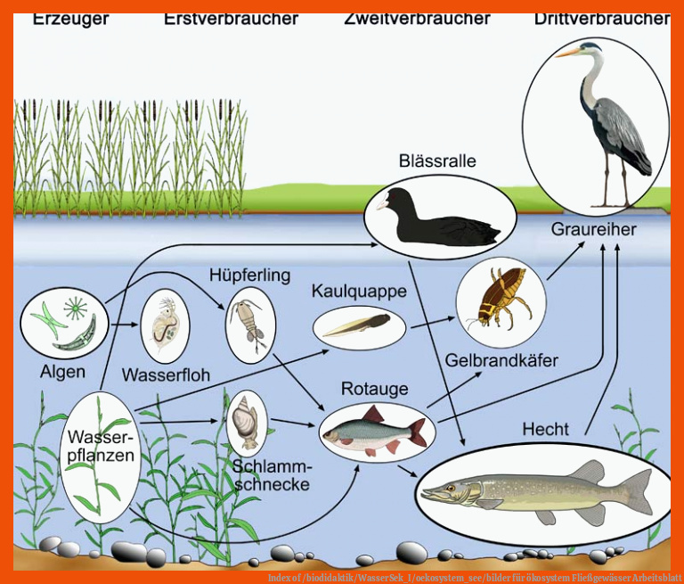 Index of /biodidaktik/WasserSek_I/oekosystem_see/bilder für ökosystem fließgewässer arbeitsblatt