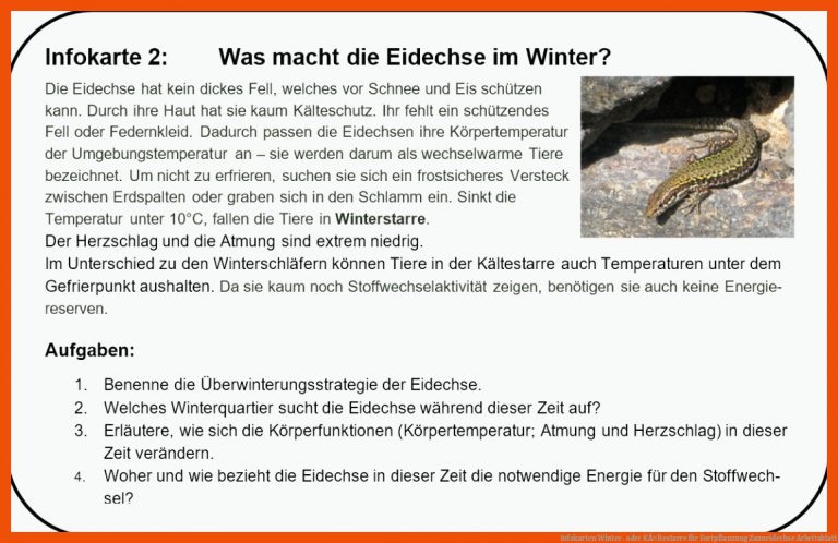 Infokarten Winter- oder KÃ¤ltestarre für fortpflanzung zauneidechse arbeitsblatt