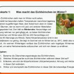 Infokarten Winterruhe Fuer Arbeitsblatt Eichhörnchen Beschriften