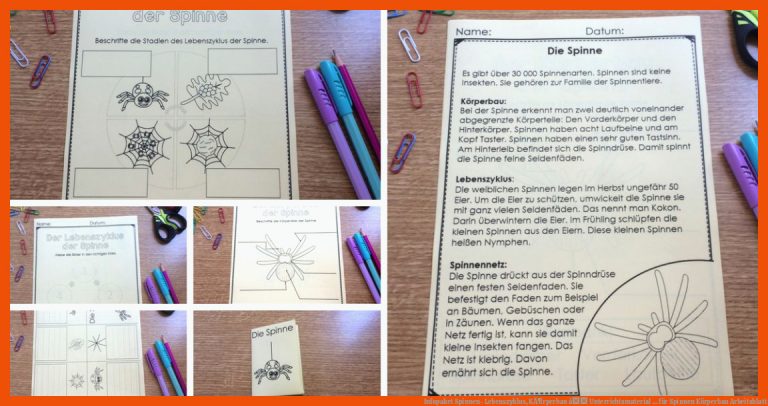 Infopaket Spinnen- Lebenszyklus, KÃ¶rperbau â Unterrichtsmaterial ... für spinnen körperbau arbeitsblatt
