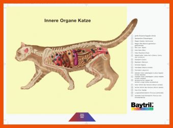 Innere organe Katze Arbeitsblatt