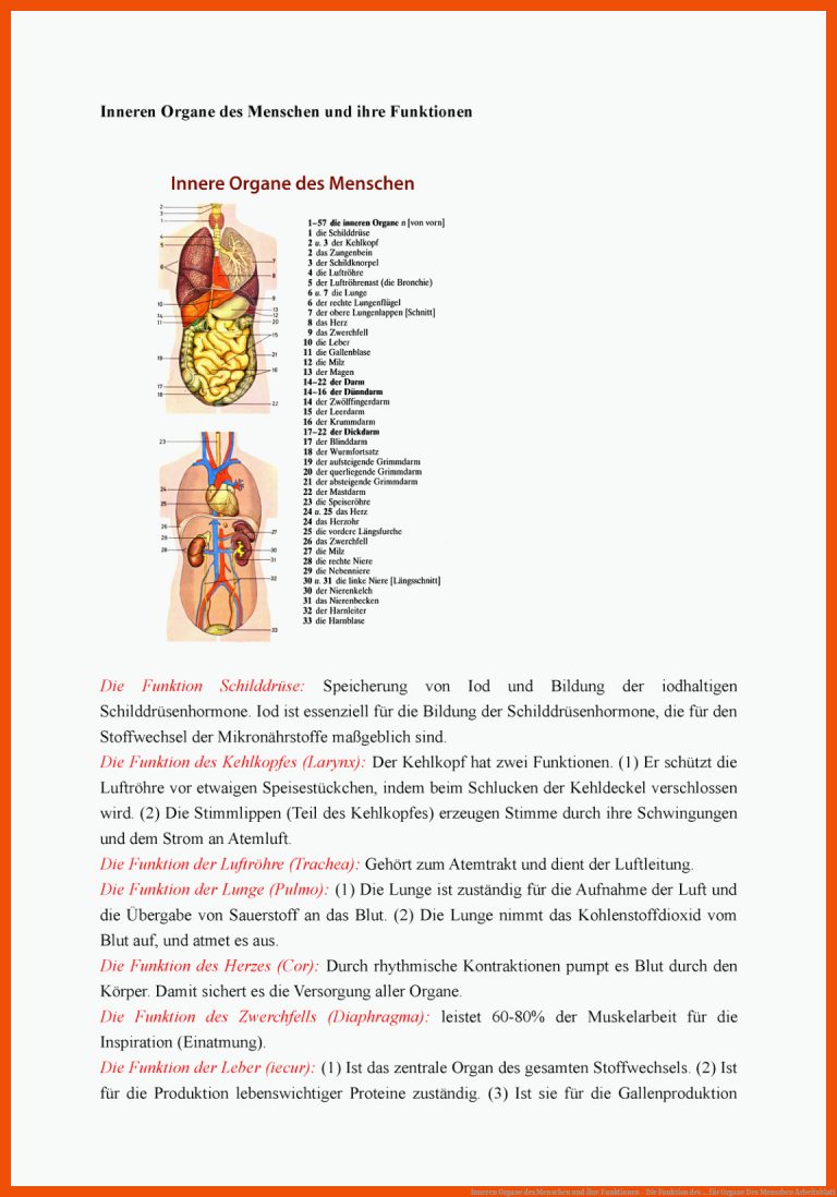 Inneren Organe des Menschen und ihre Funktionen - Die Funktion des ... für organe des menschen arbeitsblatt