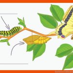 Insekten (1) Klassenarbeit Learnattack Fuer Arbeitsblatt Insekten Klasse 6