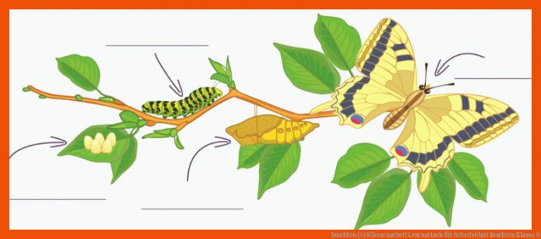 Insekten (1) | Klassenarbeit | Learnattack für arbeitsblatt insekten klasse 6