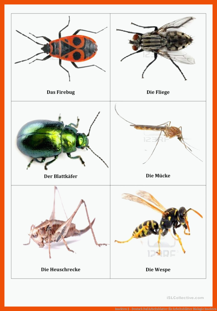Insekten 2 - Deutsch Daf Arbeitsblatter für arbeitsblätter biologie insekten