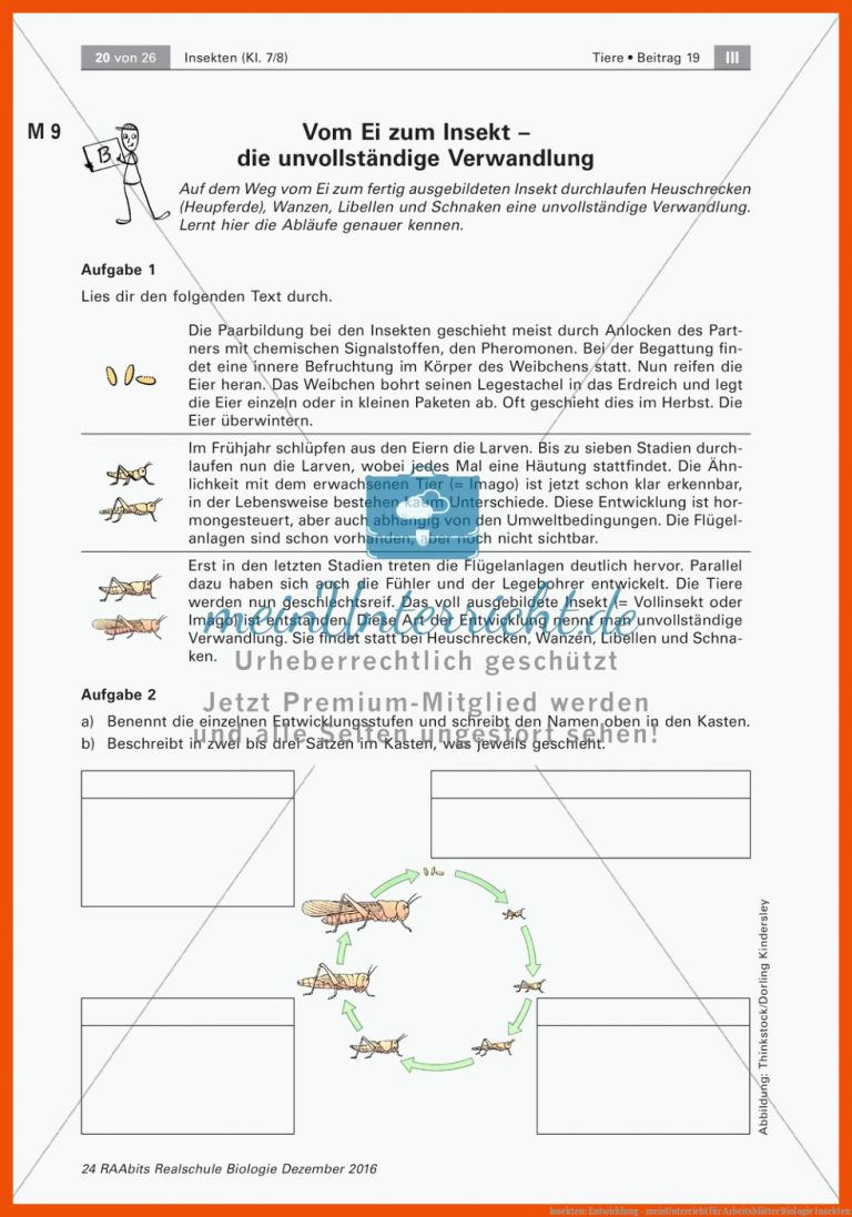 Insekten: Entwicklung - meinUnterricht für arbeitsblätter biologie insekten