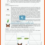 Insekten: Entwicklung - Meinunterricht Fuer Arbeitsblätter Biologie Insekten
