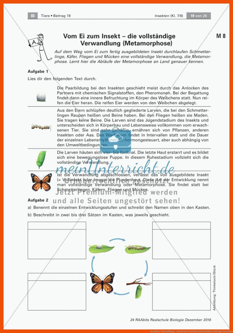 Insekten: Entwicklung - meinUnterricht für arbeitsblätter biologie insekten