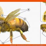 Insekten Ii - Staatenbildende Insekten Am Beispiel Honigbiene ... Fuer Mundwerkzeuge Insekten Arbeitsblatt