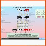 Interaktive Digitale Tafelbilder Genetik 2-w-22644 Fuer 3 Mendelsche Regel Arbeitsblatt