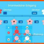 IntermediÃ¤rer Erbgang â¢ Definition Und Beispiel Â· [mit Video] Fuer Dihybrider Erbgang Arbeitsblatt