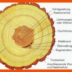 Jahrring-forschung ist Mehr Als Baumringe ZÃ¤hlen - Wsl Fuer Jahresringe Baum Arbeitsblatt