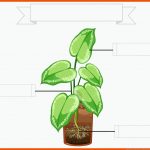 Junger Baum-vektoren Und -illustrationen Zum Kostenlosen Download ... Fuer Wassertransport Pflanze Arbeitsblatt