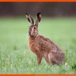 Kaninchen Und Hasen: Gemeinsamkeit Und Unterschied Fuer Unterschied Hase Kaninchen Arbeitsblatt