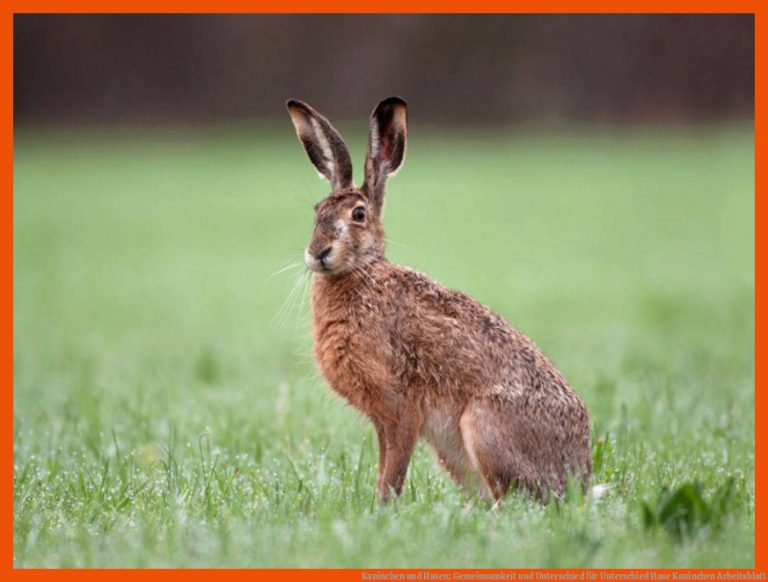 Kaninchen und Hasen: Gemeinsamkeit und Unterschied für unterschied hase kaninchen arbeitsblatt
