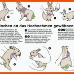 Kaninchen ZÃ¤hmen Fuer Körpersprache Kaninchen Arbeitsblatt