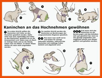 12 Körpersprache Kaninchen Arbeitsblatt