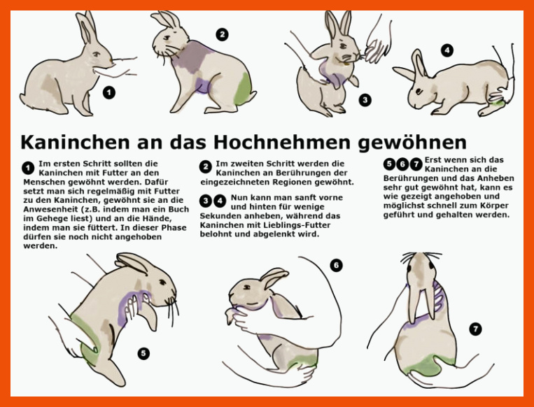 Kaninchen zÃ¤hmen für körpersprache kaninchen arbeitsblatt