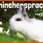 Kaninchensprache Verstehen Teil 2 Fuer Körpersprache Kaninchen Arbeitsblatt