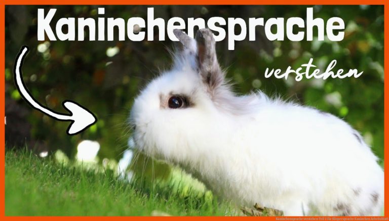 Kaninchensprache Verstehen Teil 2 Fuer Körpersprache Kaninchen Arbeitsblatt