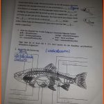 Kann Jemand Bitte Kontrollieren? ? forum Biologie Fuer Fisch Aufbau Innere organe Arbeitsblatt
