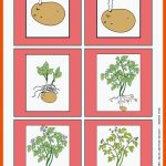 Kartoffel Fuer Arbeitsblatt Kartoffel Kindergarten