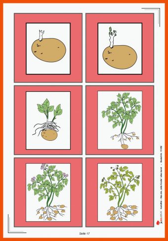21 Arbeitsblatt Kartoffel Kindergarten