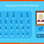 Karyogramm â¢ Definition Und Karyogramm Mensch Â· [mit Video] Fuer Karyogramm Des Menschen Arbeitsblatt