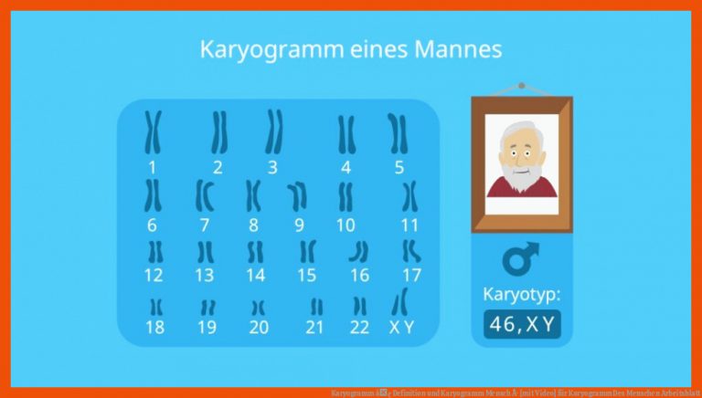 Karyogramm â¢ Definition und Karyogramm Mensch Â· [mit Video] für karyogramm des menschen arbeitsblatt