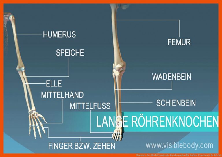 Kenntnis der Skelettanatomie | Knochenarten für aufbau knochen arbeitsblatt