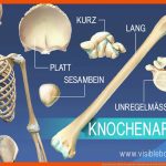 Kenntnis Der Skelettanatomie Knochenarten Fuer Skelett Beschriften Arbeitsblatt Pdf