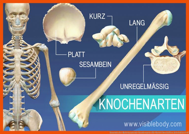 Kenntnis Der Skelettanatomie Knochenarten Fuer Skelett Beschriften Arbeitsblatt Pdf