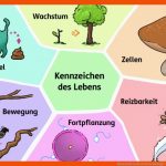 Kennzeichen Des Lebens Biologie Schubu Fuer fortpflanzung Pilze Arbeitsblatt