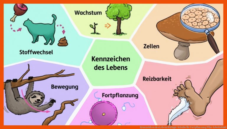 Kennzeichen des Lebens | Biologie | SchuBu für fortpflanzung pilze arbeitsblatt