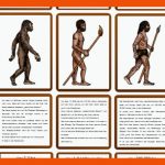 Kerstins Krabbelwiese: Entwicklung Des Homo Sapiens Fuer Entwicklung Des Menschen Arbeitsblatt