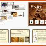 Kerstins Krabbelwiese: Ferieneifer Liegt Schon Fast In Der Luft Fuer Fossilien Arbeitsblatt