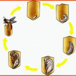 Kerstins Krabbelwiese: Honigbiene Fuer Entwicklung Biene Arbeitsblatt