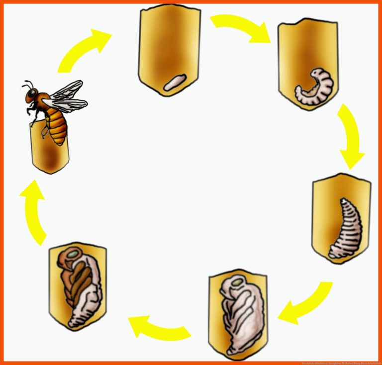 Kerstins Krabbelwiese: Honigbiene Fuer Entwicklung Biene Arbeitsblatt