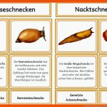 Kerstins Krabbelwiese: Schnecken Fuer Arbeitsblatt Schnecke Kindergarten