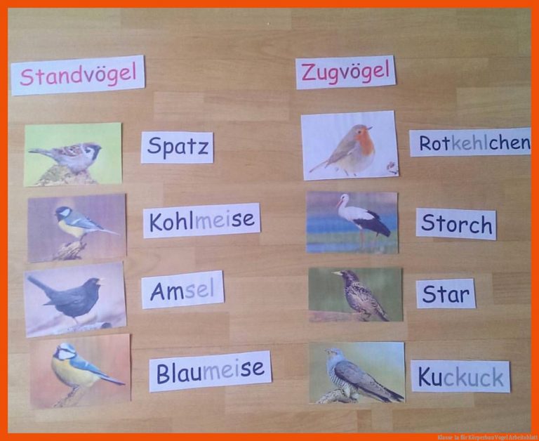 Klasse 1a Fuer Körperbau Vogel Arbeitsblatt