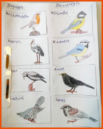 8 Körperbau Vogel Arbeitsblatt