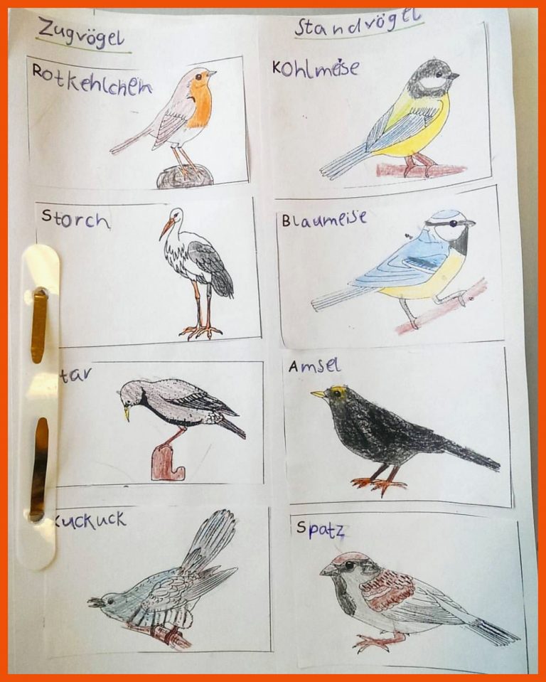 Klasse 1a für körperbau vogel arbeitsblatt