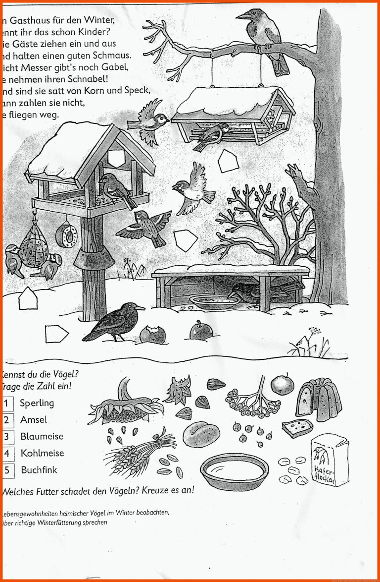 Klasse 1a für vögel im winter arbeitsblätter kindergarten
