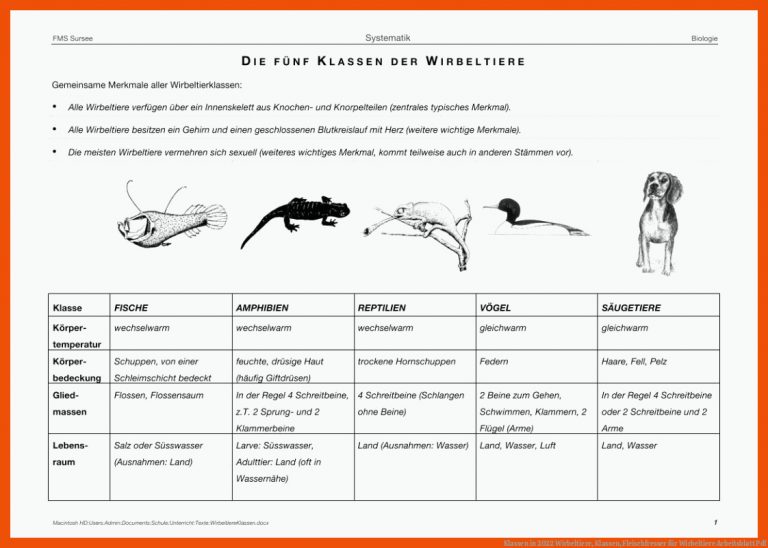 Klassen in 2022 | Wirbeltiere, Klassen, Fleischfresser für wirbeltiere arbeitsblatt pdf