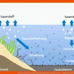 Klassewasser.de Eutrophierung Eines GewÃ¤ssers - Jugendliche Fuer ökosystem Fließgewässer Arbeitsblatt