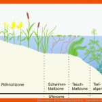 Klassewasser.de Verlandung Eines Sees - Jugendliche Fuer ökosystem Fließgewässer Arbeitsblatt