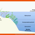 Klassewasser.de Zonierung Des GewÃ¤ssers - Jugendliche Fuer ökosystem See Arbeitsblatt