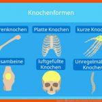Knochen â¢ Aufbau, Arten, Funktion Und Wachstum Â· [mit Video] Fuer Aufbau Knochen Arbeitsblatt