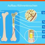 Knochen â¢ Aufbau, Arten, Funktion Und Wachstum Â· [mit Video] Fuer Aufbau Knochen Arbeitsblatt
