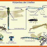 KÃ¶rperbau Der Libellen Libellen, Naturtagebuch, KÃ¶rper Fuer Libelle Entwicklung Arbeitsblatt